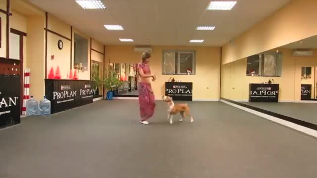 Питбул се вихри в индийски танц