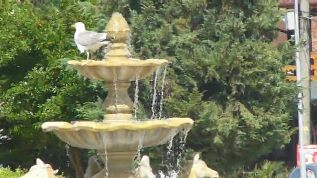Гларус пие вода от фонтаните - лъвове в центъра на Равда