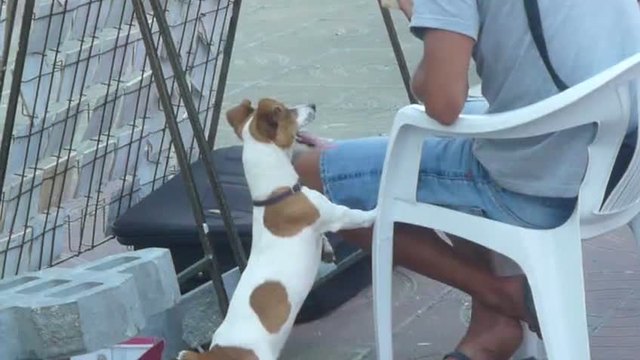 Игриво кученце в Слънчев бряг на алеята