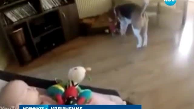 Куче се реваншира за отмъкната играчка,домашният любимец реши да се извини