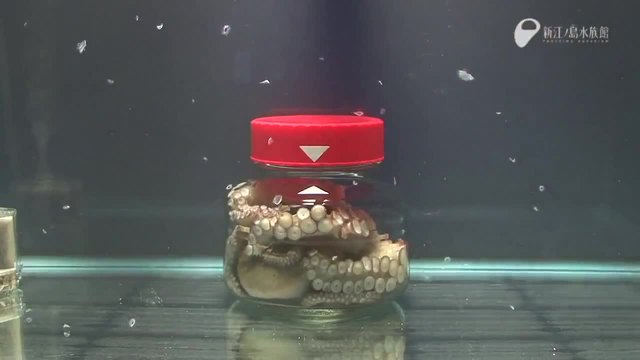 Октопод интелигентно се измъква от затворен буркан ,експеримент