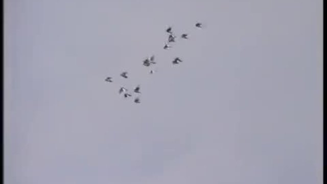 Гълъби преметачи за буря