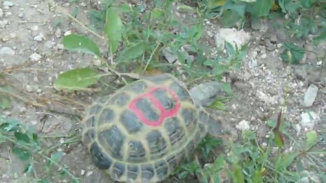 Малко миличко костенурче от Равда на път за Пловдив на гости на guns01