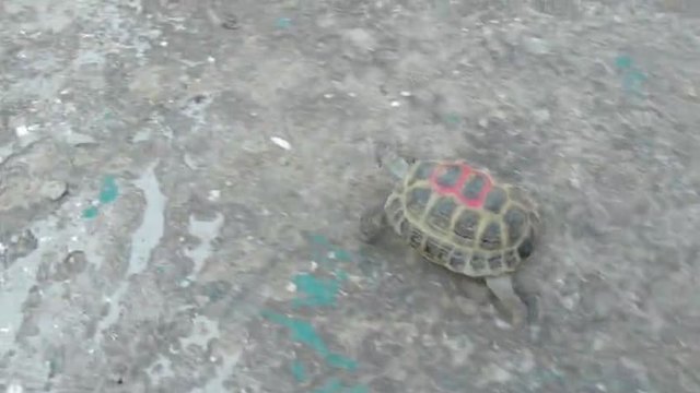 Малко миличко костенурче от Равда на разходка в градината