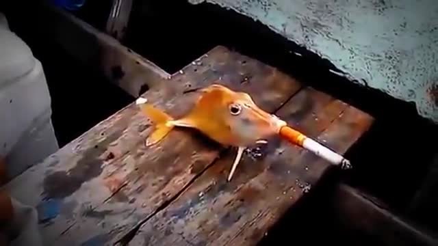 :( Жестоки рибари накараха риба да пуши цигара :(