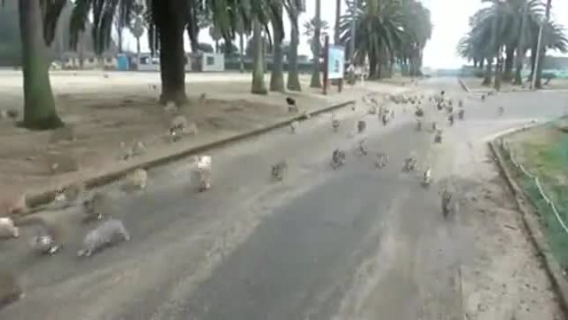 Зайчета следват жена по улицата..