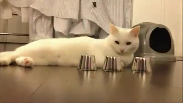 Funny! Cat Wins The Cup Game :D