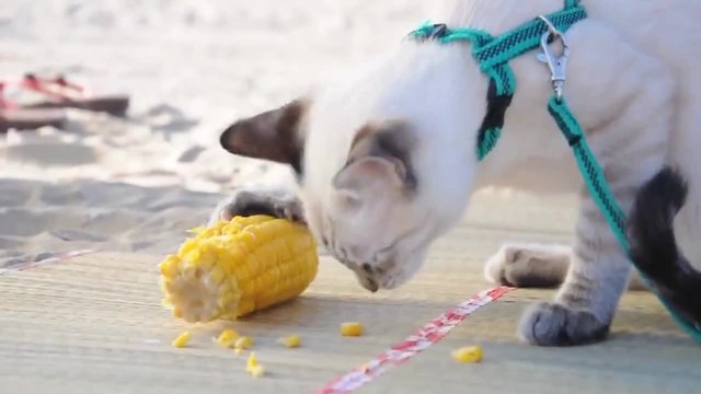Ето как котка яде царевица
