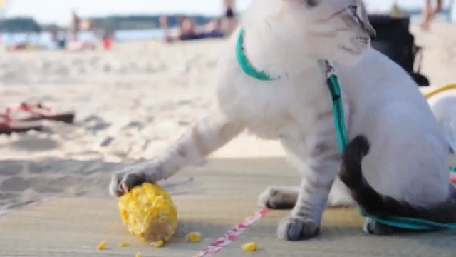 Тайландски котки Корат обичат царевица