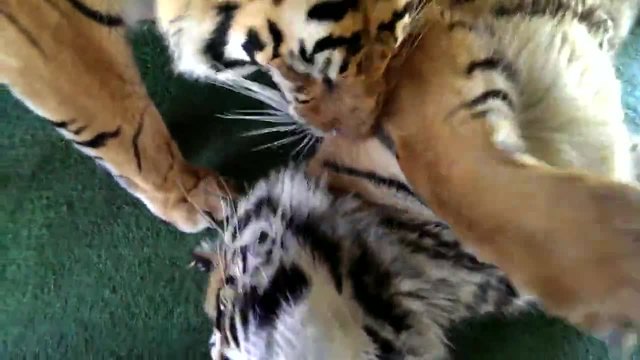 Тигър хапе ръката на стопанина си!