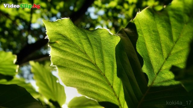 Slaff &amp; Rado Mihov - Към светлина