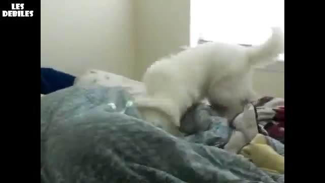 Момче изпраща кучето си да събуди приятелката си!