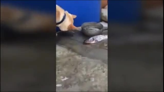Куче се опитва да спаси риба на сухо