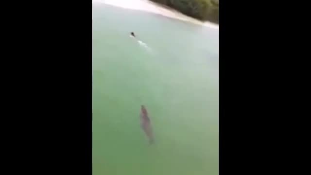 Крокодил преследва плуващ турист в морето!