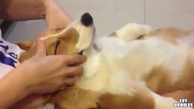 Куче обича да му правят масаж
