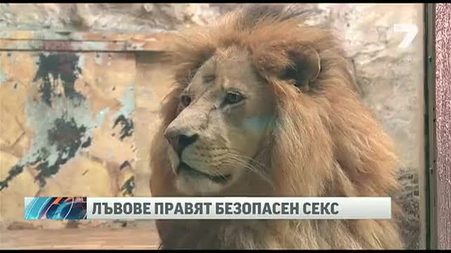 Лъвовете в столичния зоопарк правят безопасен секс