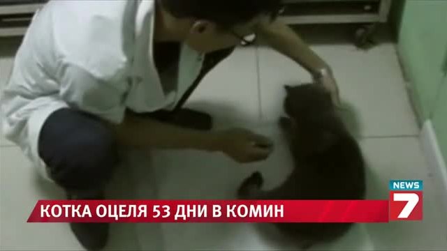 Котка, заклещена в комин, оцеля 53 дни
