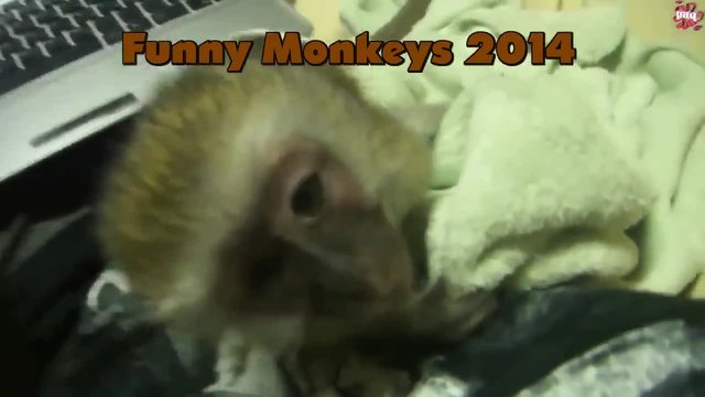 Най-забавните маймуни Видео 2014