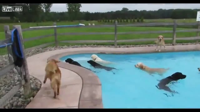 Кучешко парти на басейн
