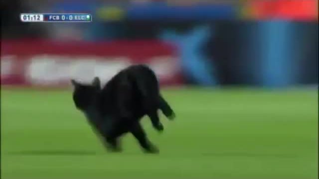 Черна котка на стадиона на Барселона! (24.08.2014)