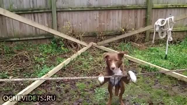 Куче с талант танцува по въже