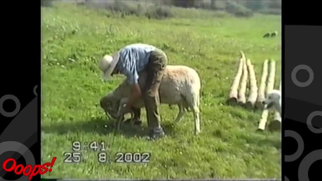 Как се язди овца ...Смях!