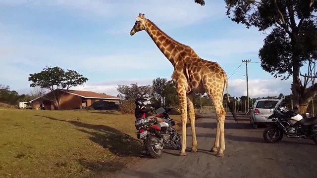 Жираф се възбуди от мотоциклет и го налази