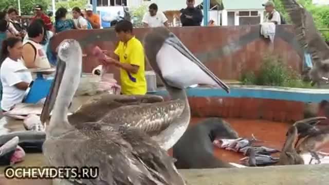 Търговец на риба пази стоката си от крадливи пеликани