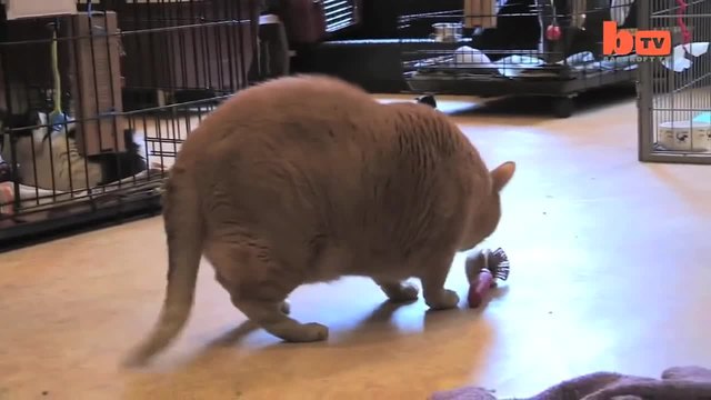Това ли е най-дебелата котка на света?