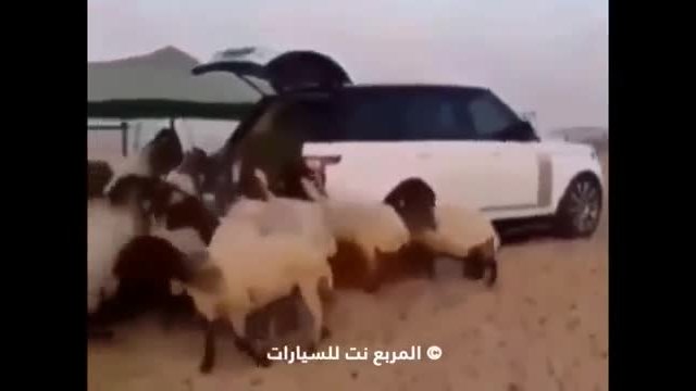 Как отглеждат овце в Пустинята Сахара