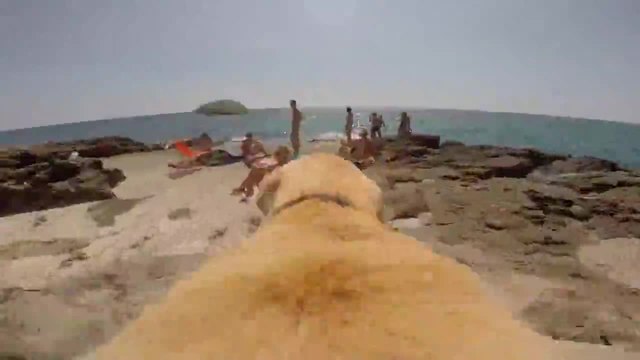 Куче което обича да плува в морето
