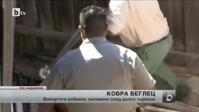 Властите в Лос Анджелис заловиха избягала кобра албинос