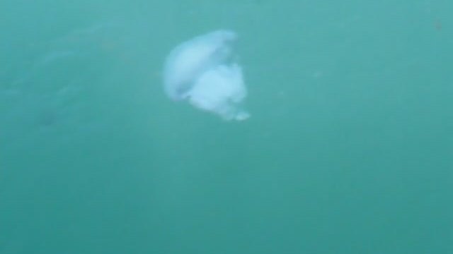 Огромна бяла медуза в Черно Море