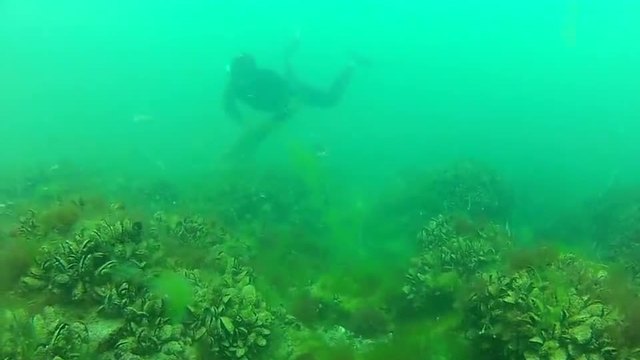 Зеленото морско дъно на Черно Море! Рапани, много миди и един рак! Страхотна гледка.