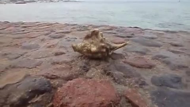 Рапан помръдна, след като едно момиче го пипаше и оглеждаше