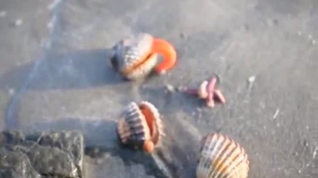 Живи миди Кардиум на брега, а едната даже прави и движения!