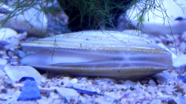 Животът на мида Donax trunculus - Черно Море