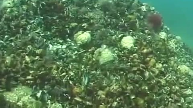 Много рапани в морското дъно