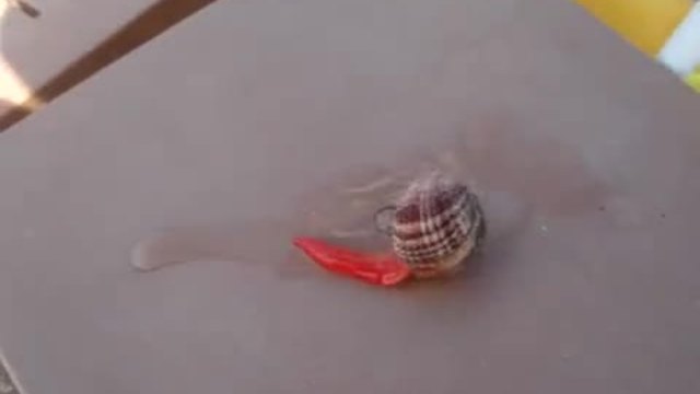 Мида Сърцевка се движи на пода