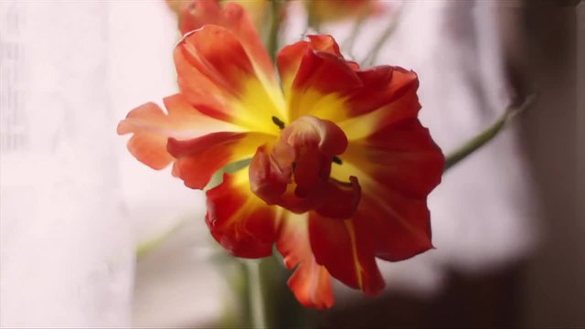 Mint Julep -To The Sea