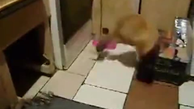 Мишка напада котка.. смях