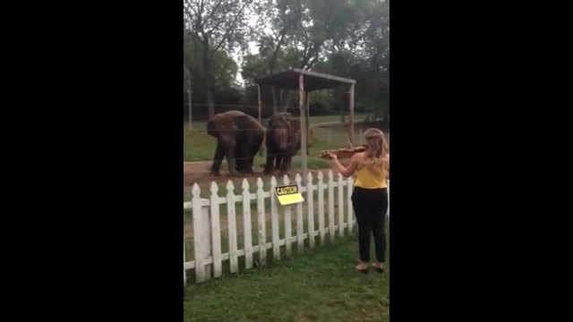 Слонове изумяват с танцувални умения под звуците на цигулка !