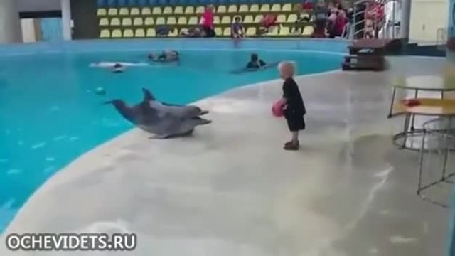 Делфин и дете си играят с топка
