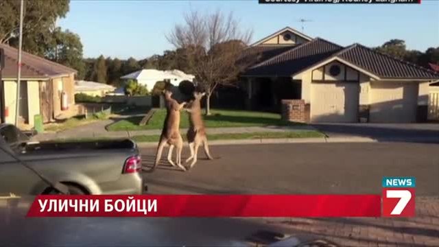 Улични бойци - Вижте епичния сблъсък на две кенгурута