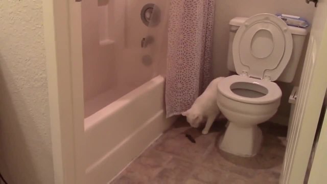 Тази котка се опита да се изходи на правилното място, но стана нещо друго !