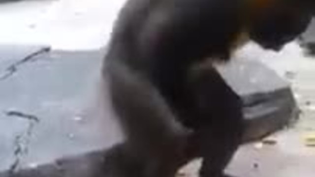 Маймуна се самозадоволява и си облизва пръстите
