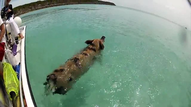 Бахамски прасета се забавляват във водата!