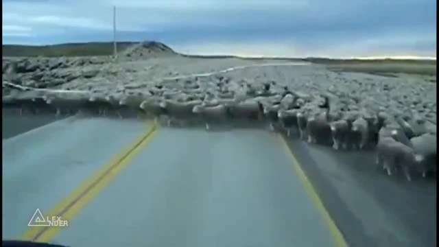 Три милиона овце пресичат пътя
