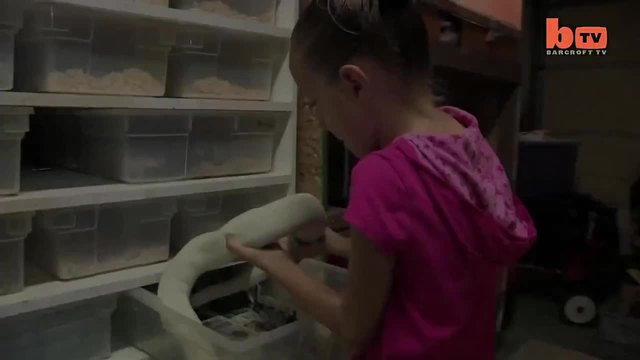 9 годишната Krista Guarino си играe с змии