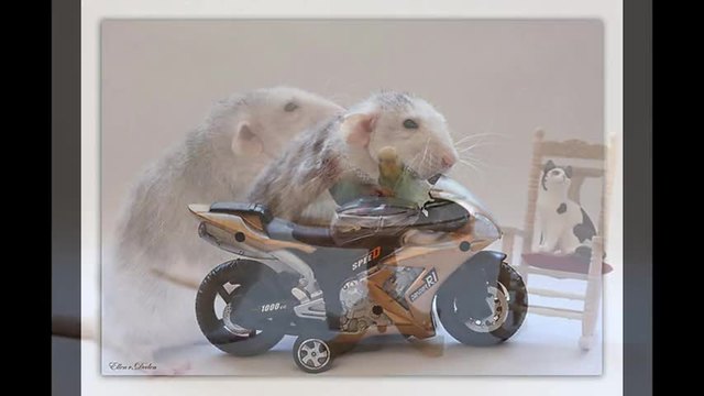 Hamster and friends